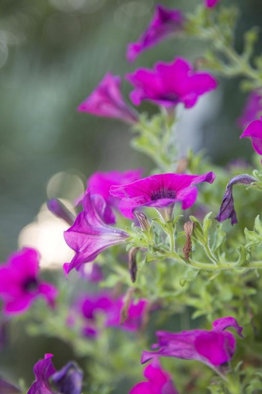Affittacamere Villa Gigli シローロ エクステリア 写真